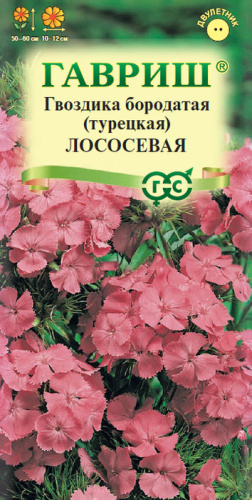 Гвоздика Лососевая турецкая