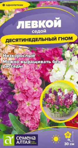 Левкой десятинедельный Седой гном 