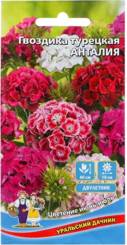 Гвоздика Анталия турецкая