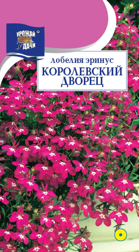 Лобелия Королевский дворец 