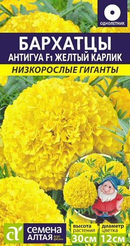 Бархатцы Антигуа Желтый карлик  Низкорослые гиганты