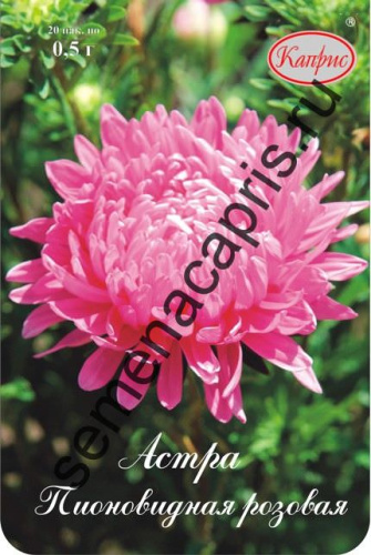 Астра Помпонная Джульетта/1шт