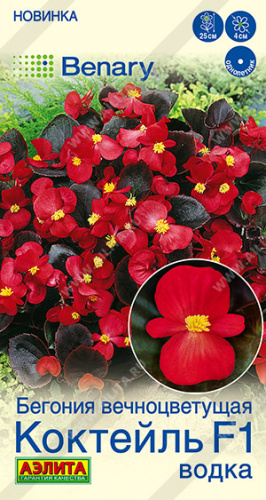 Бегония вечноцветущая Коктейль F1 водка Benary