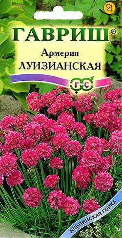 Армерия Луизианская   Альпийская горка 