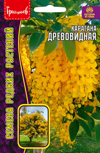 Карагана Древовидная