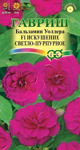 Бальзамин Уоллера F1 Искушение светло-пурпурное