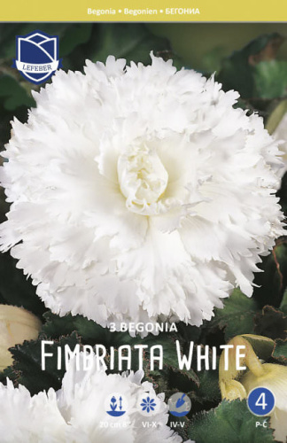 Бегония Fimbriata WHITE  /3шт 