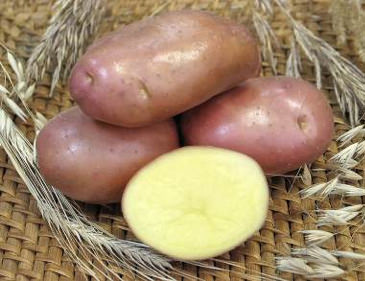 Картофель семенной Ред Скарлет 2кг (Суперэлита)/10