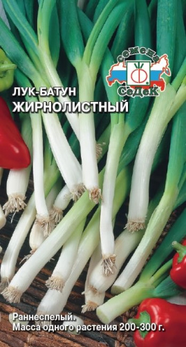 Лук Жирнолистный, батун