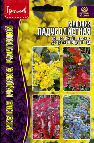 Магония Падуболистная