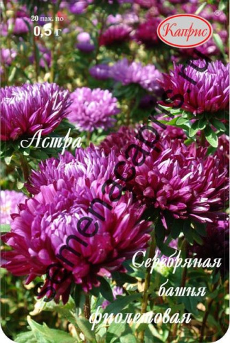 Астра Серебряная Башня фиолетовая/1шт