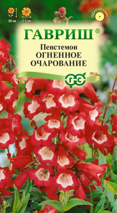 Пенстемон Огненное очарование
