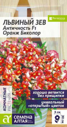 Львиный зев Античность Оранж биколор