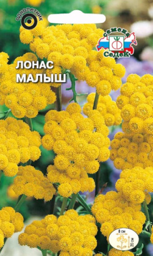 Лонас Малыш (инодора, карликовый)  