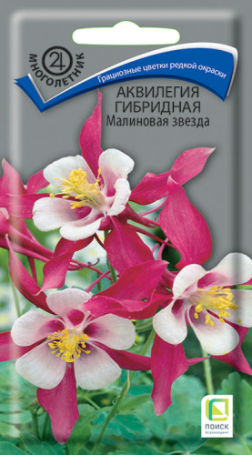 Аквилегия Малиновая звезда гибридная