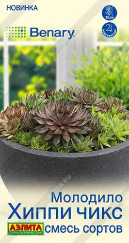 Молодило Хиппи чикс, смесь сортов