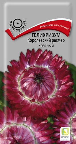 Гелихризум Королевский размер красный