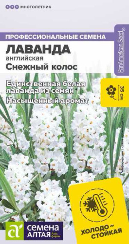 Лаванда Снежный колос узколистная 