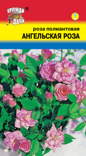 Роза полиантовая Ангельская