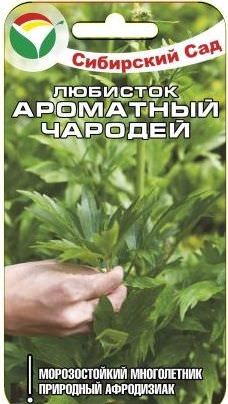 Любисток Ароматный чародей