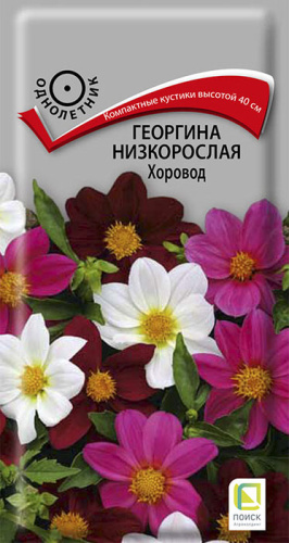 Георгина низкорослая Хоровод