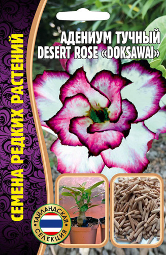 Адениум Роза Пустыни Доксавай (Desert Rose Doksawai)