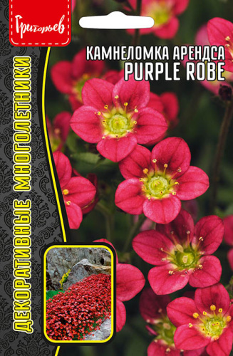 Камнеломка арендса Purple Robe