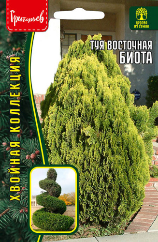 Туя Биота восточная