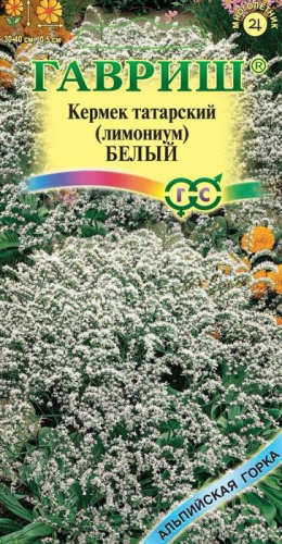 Лимониум татарский Белый 