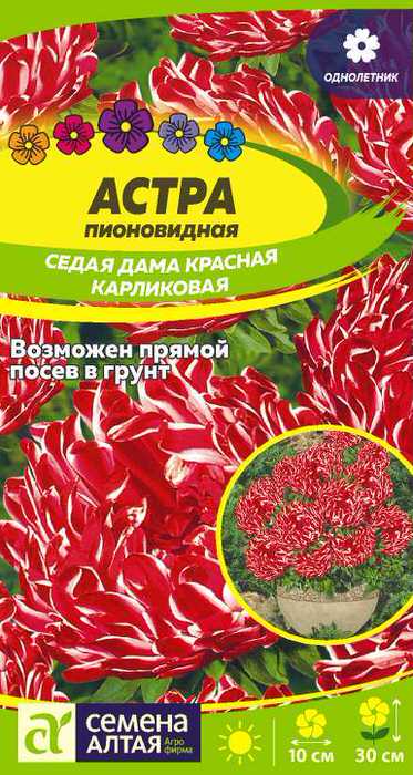 Астра Седая Дама Красная карликовая