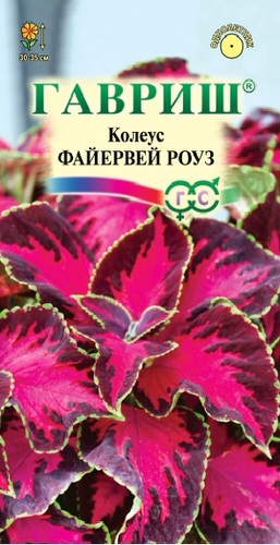 Колеус Файервей Роуз