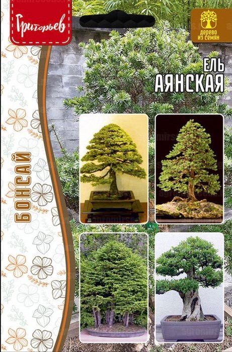Ель Аянская