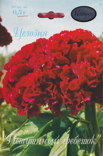 Целозия Петушиный Гребешок/1шт