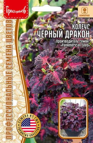 Колеус Чёрный Дракон