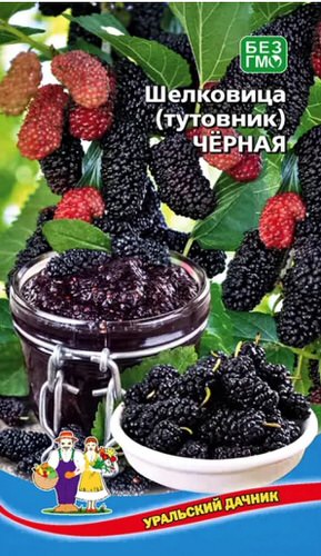 Шелковица (тутовник) Чёрная 