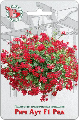 Пеларгония плющелистная ампельная Рич Аут F1 Ред