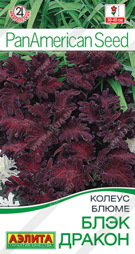 Колеус Блэк дракон