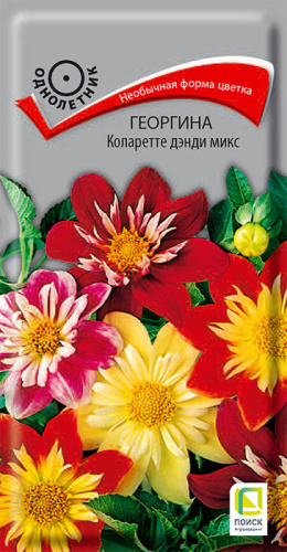 Георгина Коларетте дэнди микс