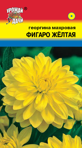 Георгина Фигаро Желтая махровая