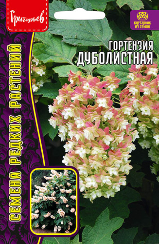 Гортензия Дуболистная