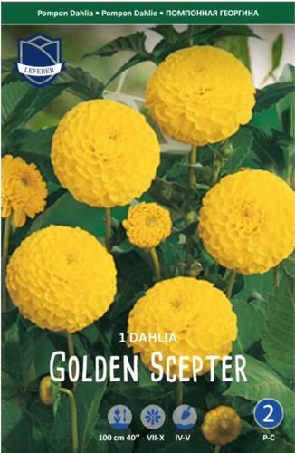 Георгина помпонная Golden Scepter /1шт 