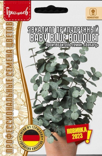 Эвкалипт Бейби БлуБогет (Baby Blue Bouquet) припудренный