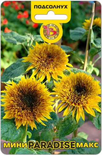 Подсолнух Мини-Макс F1 Парадиз махровый компактный 