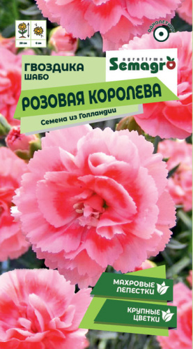 Гвоздика шабо Розовая Королева