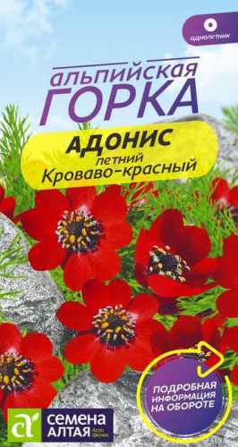 Адонис летний кроваво- красный 