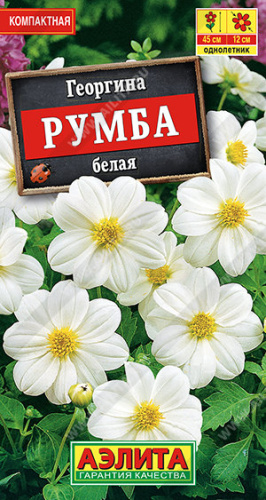 Георгина Румба белая 