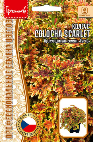 Колеус Колоча F1 Скарлет (Colocha Scarlet)