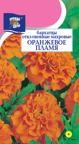 Бархатцы Оранжевое пламя  отклоненные
