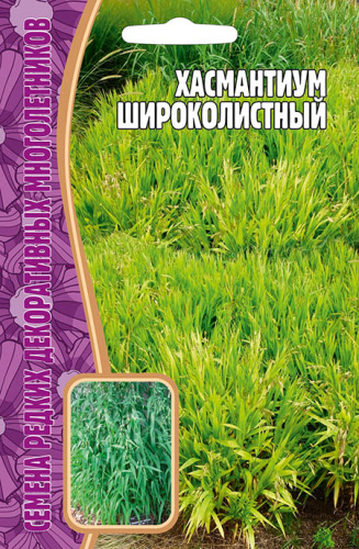 Хасмантиум Широколистный