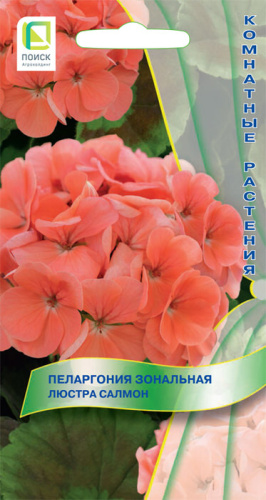 Пеларгония зональная Люстра Салмон 